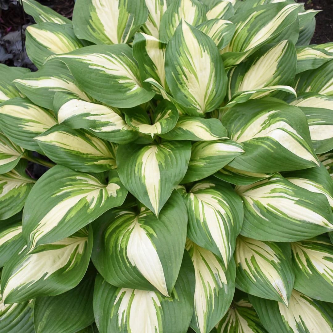 Hosta Shadowland &