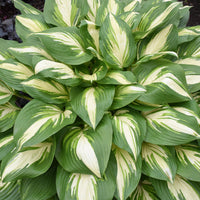 Hosta Shadowland 'Miss America'