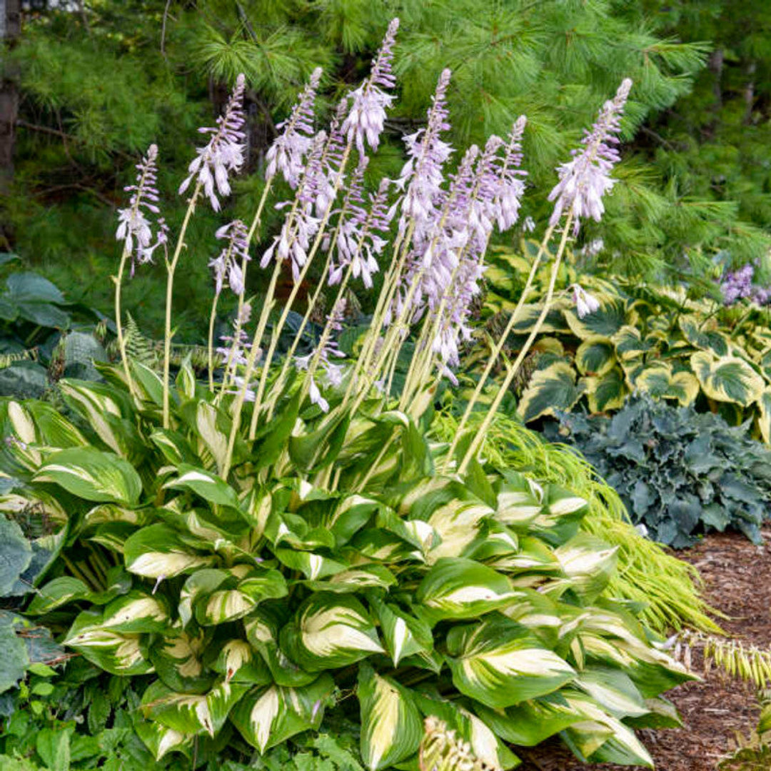 Hosta Shadowland &