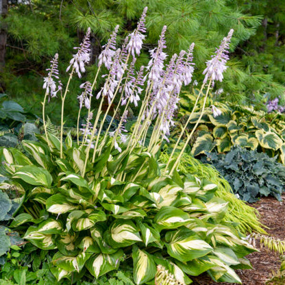 Hosta Shadowland &