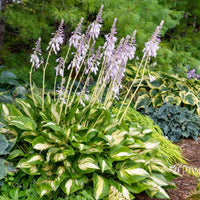 Hosta Shadowland 'Miss America'