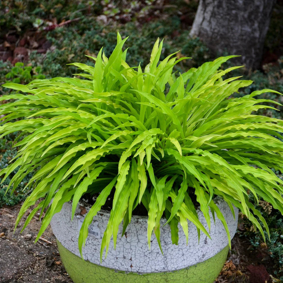 Hosta &