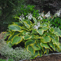 Hosta Shadowland 'Seducer' - [EG]