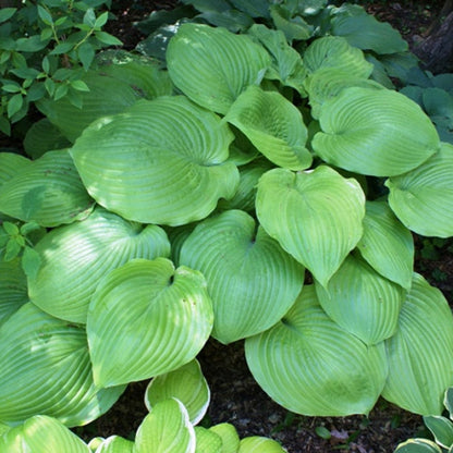 Sum and Substance Hosta in shaded garden bed