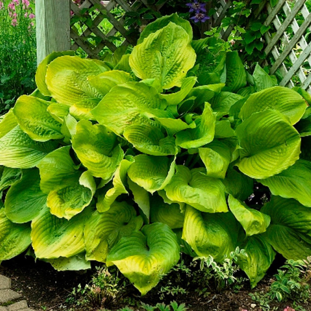 Lush foliage of Sum and Substance Hosta plant
