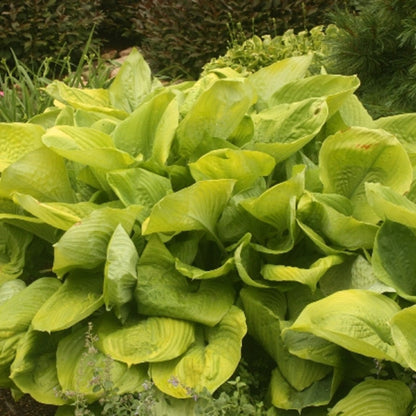 Close-up of bold Sum and Substance Hosta leaves