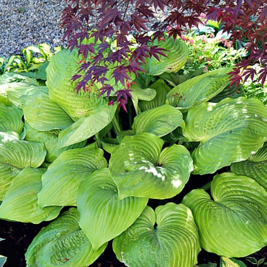 Sum and Substance Hosta with large chartreuse leaves