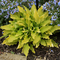 Hosta 'Time in a Bottle'