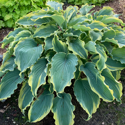 Hosta Shadowland® &