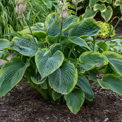 Hosta Shadowland &