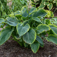 Hosta Shadowland 'Wu-La-La'