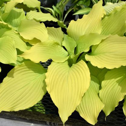 Hosta &