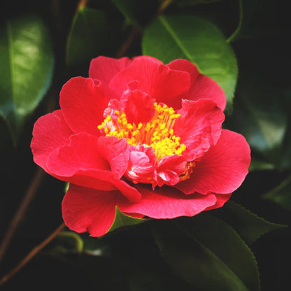 Camellia Alabama Beauty