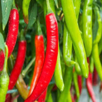 Guntur Chilli Plant
