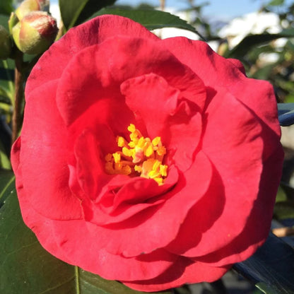 Camellia Alabama Beauty