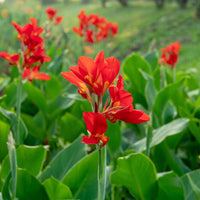 Canna 'Tenerife' Canna Lily. Yellow Blooms with Red Flecks, Medium Green Foliage