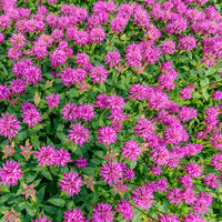 Monardia 'Pardon My Purple' Bee Balm