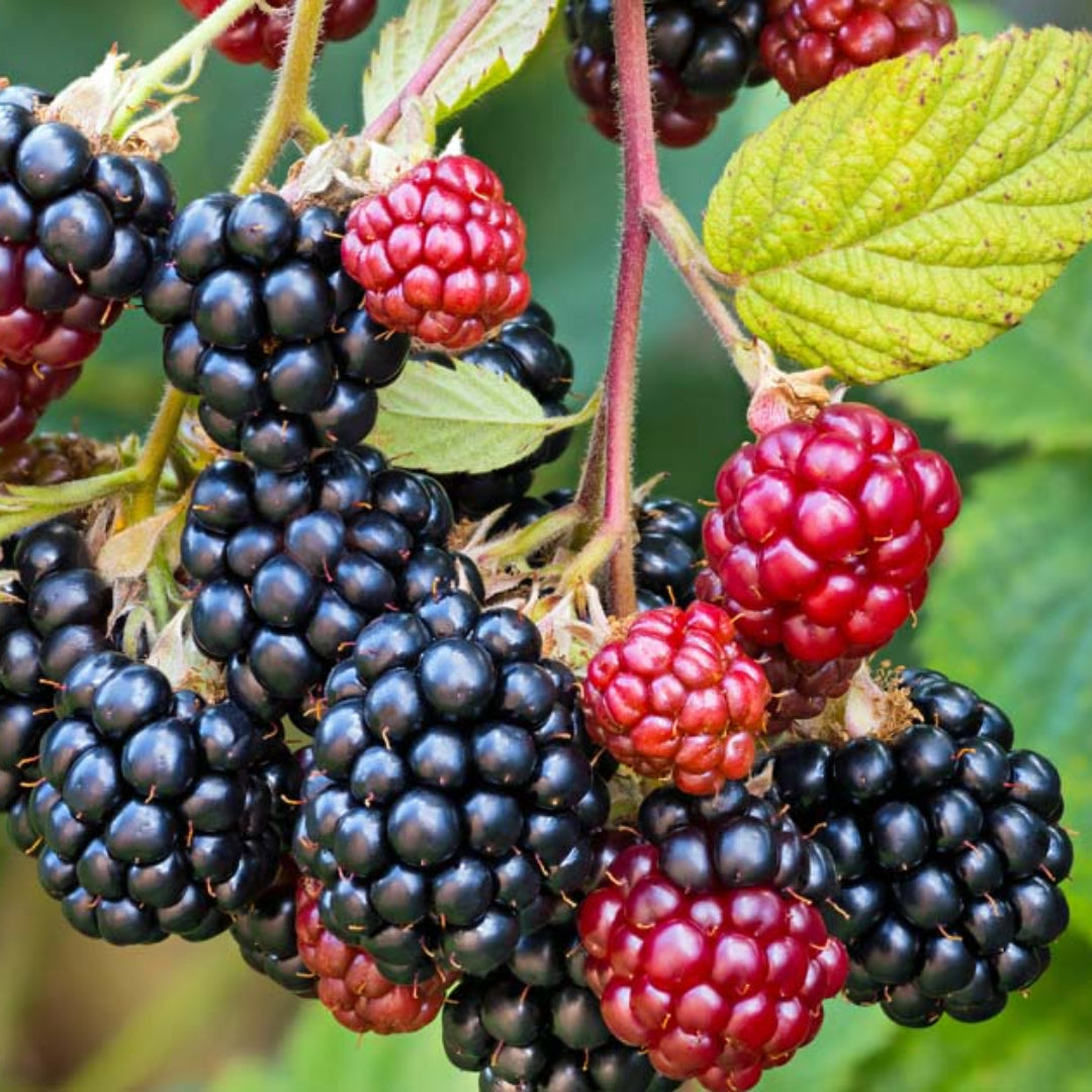 Blackberry Shawnee, Heavy Producer Throughout The Season