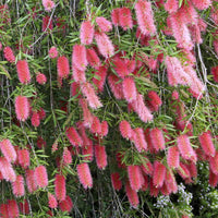 Bottle Brush Flowers Plant
