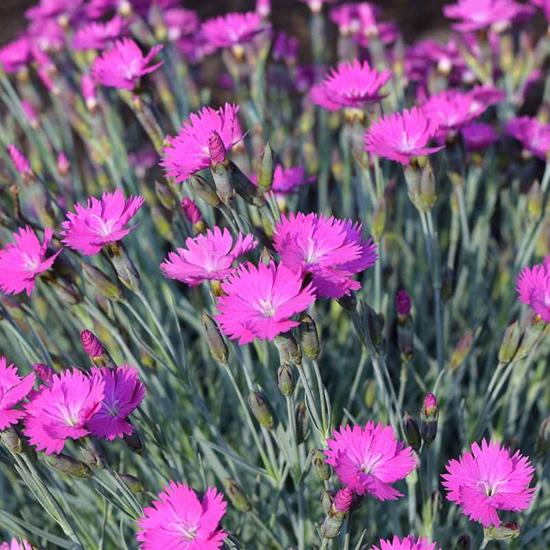 How to grow Firewitch Dianthus plant