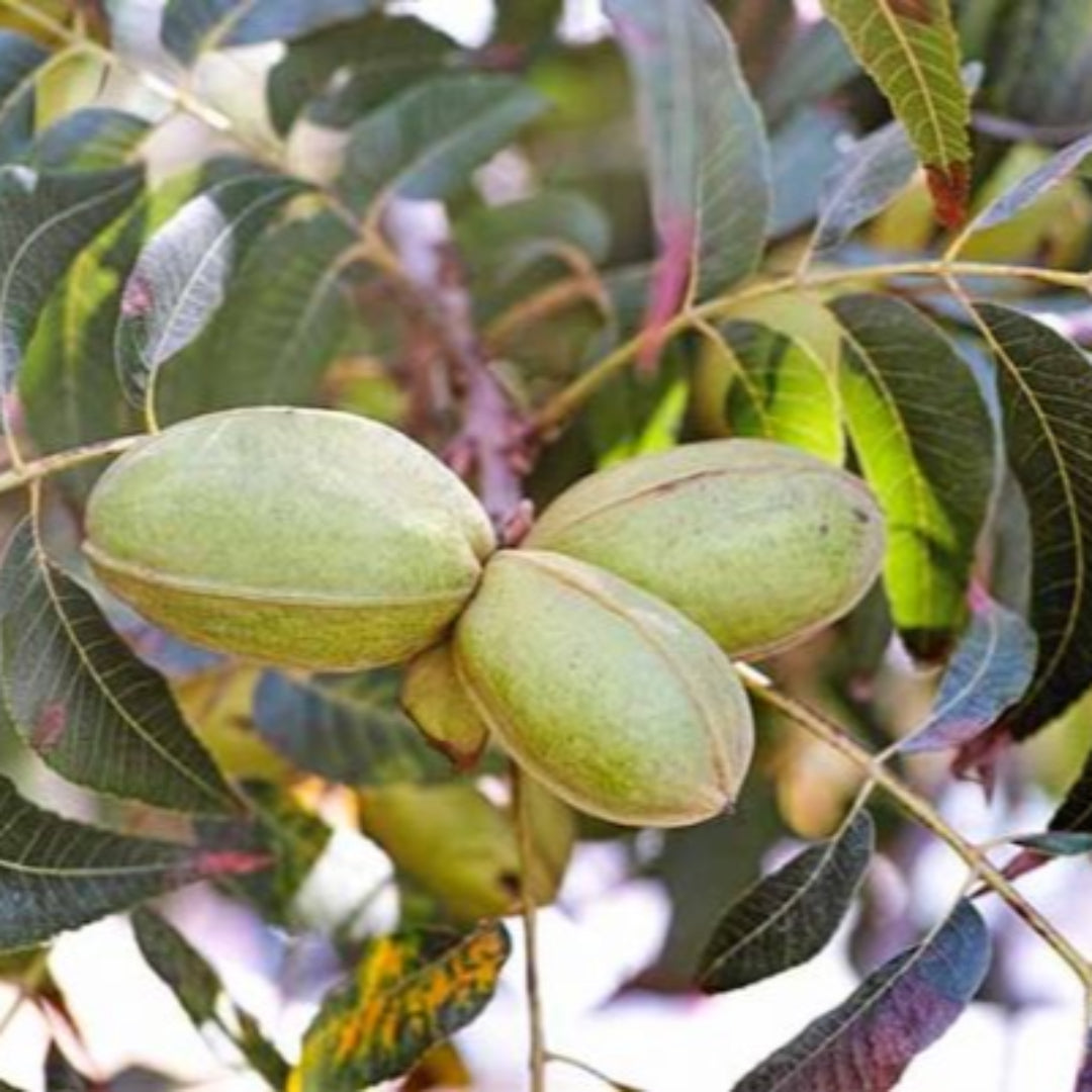Cherryle Pecan Tree