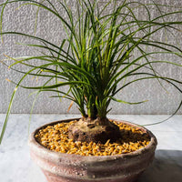 Live Plant : Pony Tail Palm Bonsai