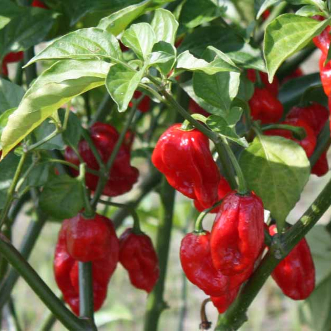 Ghost Pepper Plant , Hottest Chili Pepper