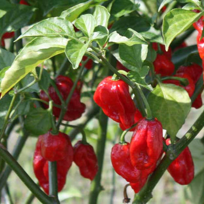 Ghost Pepper Plant , Hottest Chili Pepper