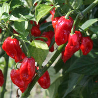Ghost Pepper Plant, Ghost Chili, Hottest Chili Pepper