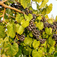 Ison Black Muscadine - Pixies Gardens