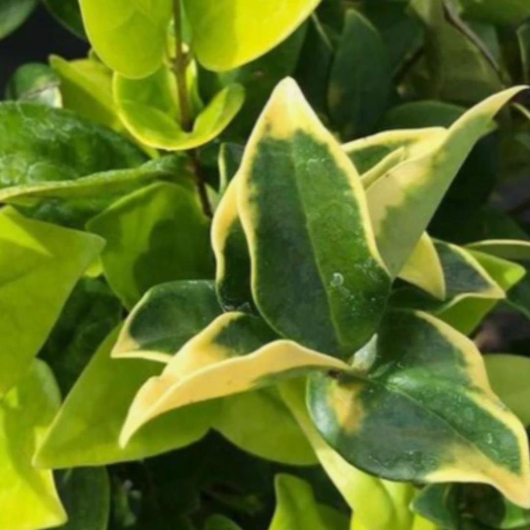 Ligustrum Howardi