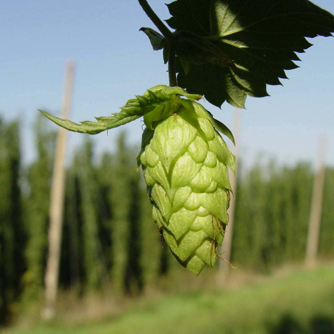 Humulus lupulus hops garden with mature green cones