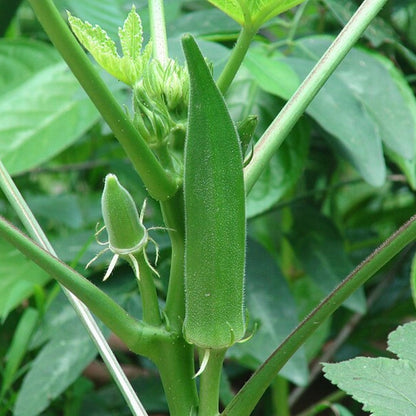 Hybrid Okra