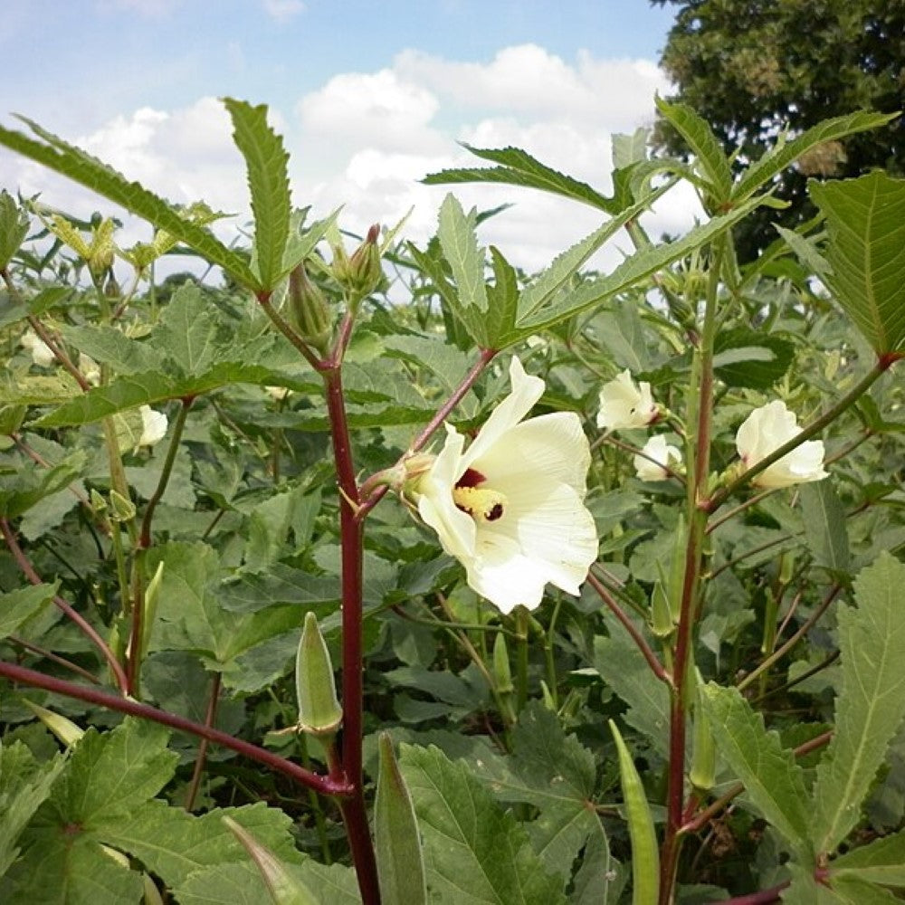 Hybrid Okra