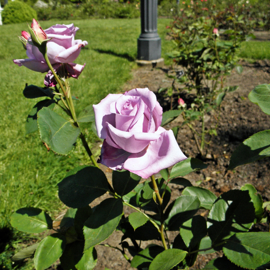 Buy Blue Girl Hybrid Tea Rose Plants & Trees Online | Pixies Gardens