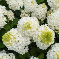 Little Hottie Hydrangea Panicle