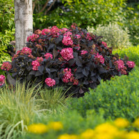 Hydrangea macrophylla Eclipse plant showing dark purple blossoms in the garden