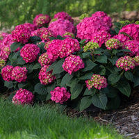 Summer Crush Hydrangea blooming with pink flowers