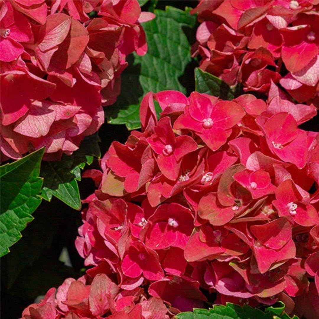 Hydrangea heart throb
