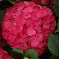 Red Sensation Hydrangea in vibrant bloom clusters