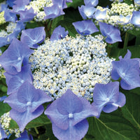 Vibrant floral clusters on Nightingale Hydrangea shrub