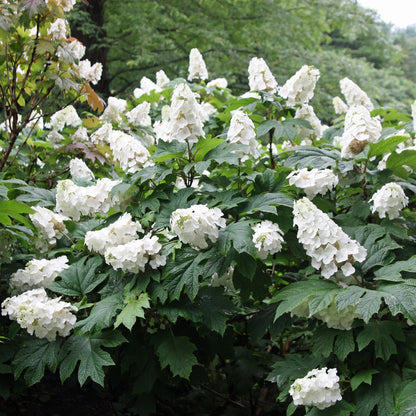Snow Queen Oakleaf Hydrangea
