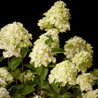 Silver Dollar Hydrangea Shrub with Upright White Flowers