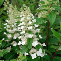 Tall Growing Tardiva Hydrangea Shrub with White Blooms