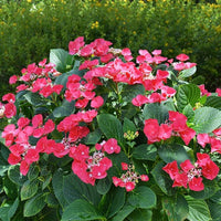 Cherry Explosion Hydrangea with Deep Red Flower Clusters and Green Leaves