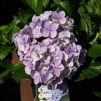 Hydrangea macrophylla Big Daddy variety featuring large vibrant blue blooms