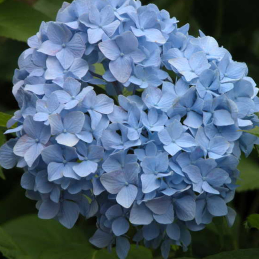Dooley Hydrangea Macrophylla