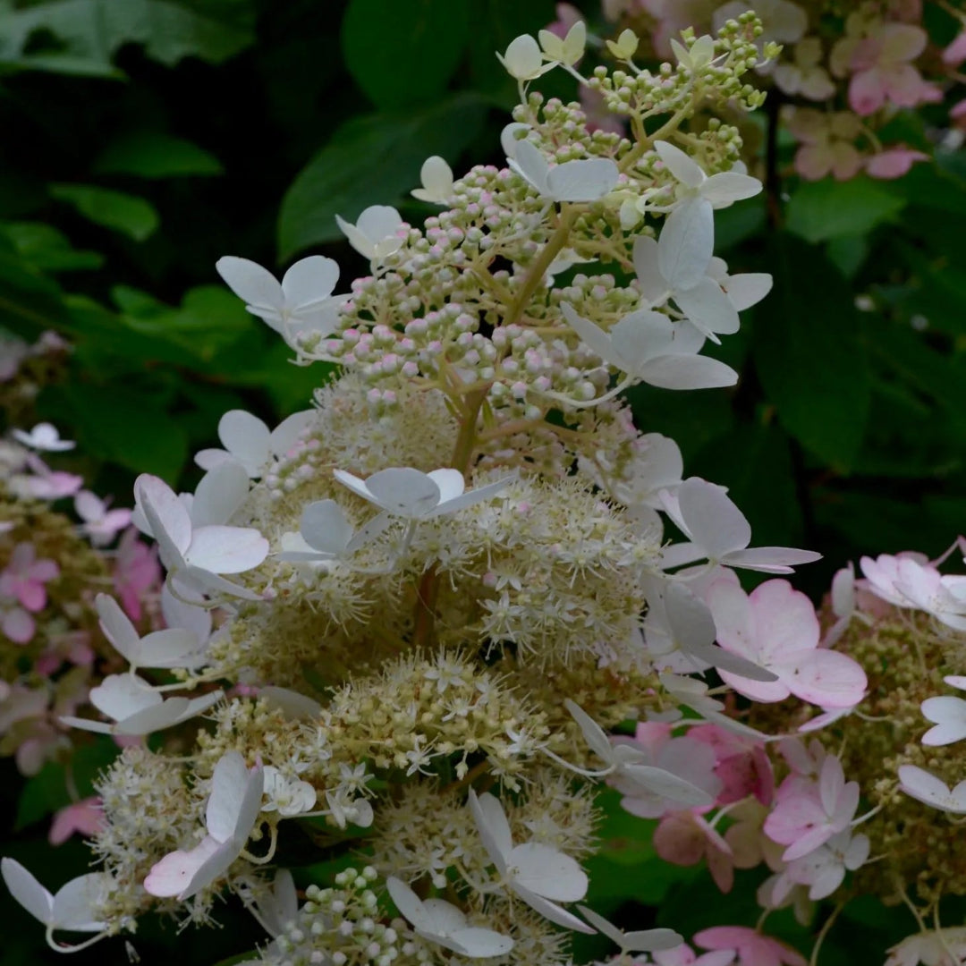 Chantilly Lace Hydrangea
