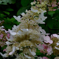 Tall Chantilly Lace Hydrangea with Lush White Flowers