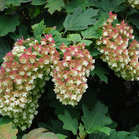 Snowflake Oakleaf Hydrangea shrub with layered double white blooms